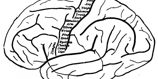 Zdroj: Wikipedia, Anatomy of the Nervous System, licence obrázku public domain