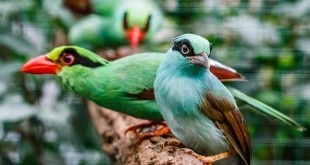 Modré mládě krasky krátkoocasé jávské se svým rodičům zbarvením zatím moc nepodobá. Foto: Miroslav Bobek, Zoo Praha