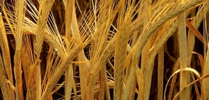 United States Department of Agriculture, zdroj: Wkipedia, licence obrázku public domain