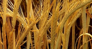 United States Department of Agriculture, zdroj: Wkipedia, licence obrázku public domain