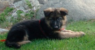 autor: Jpgordon, zdroj: Wikipedia, licence obrázku public domain