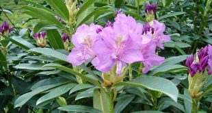 autor Kadelius, zdroj Wikipedia, licence obrázku public domain