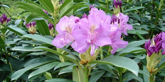 autor Kadelius, zdroj Wikipedia, licence obrázku public domain