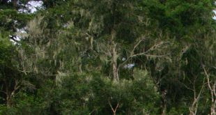 Prales, autor Paul Venter, zdroj: Wikipedia, licence obrázku public domain