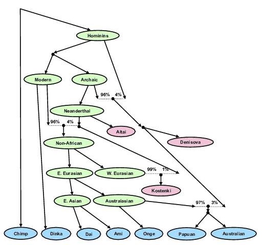 Genetický "strom" člověka,  Kredit: Swapan Mallick, Mark Lipson a David Reich