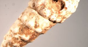 Ulita fosilního plže (Pirenella picta) s otvorem a stopami červeného barviva. Foto L. Zahradníková. Copyright AÚ AVČR Brno.