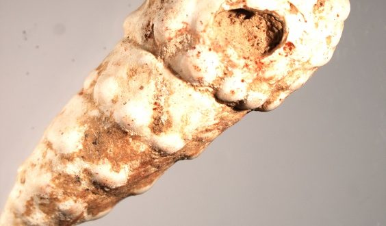 Ulita fosilního plže (Pirenella picta) s otvorem a stopami červeného barviva. Foto L. Zahradníková. Copyright AÚ AVČR Brno.