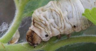 Housenka bource morušového, foto M. Žurovec