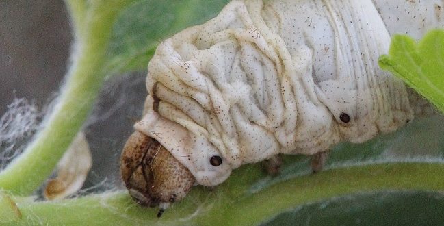 Housenka bource morušového, foto M. Žurovec