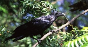 Havran, zdroj wikipedia, licence obrázku public domain