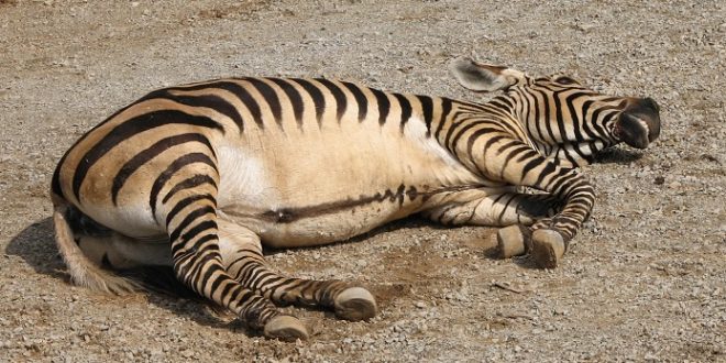Zebra, autor: Ltshears - Trisha M Shears, zdroj: Wikipedia, licence obrázku: public domain