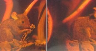 Hologram: Dvě fotky hologramu myši z různých úhlů pohledu. Autoři obrázku: Georg-Johann Lay, Epzcaw, zdroj Wikipedia, licence obrázku public domain