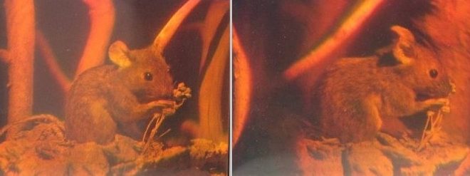 Hologram: Dvě fotky hologramu myši z různých úhlů pohledu. Autoři obrázku: Georg-Johann Lay, Epzcaw, zdroj Wikipedia, licence obrázku public domain