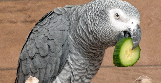 papoušek šedý žako